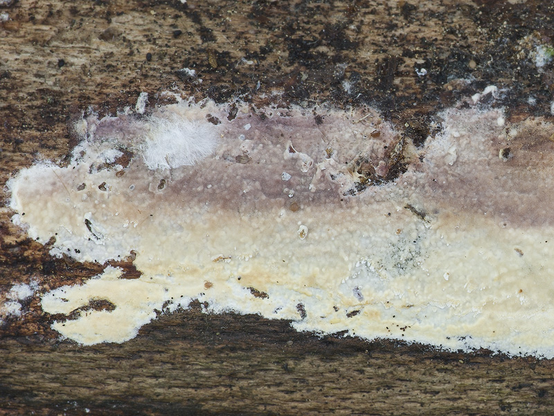 Hyphoderma roseocremeum